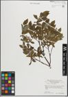Foto von Salix hastata L.